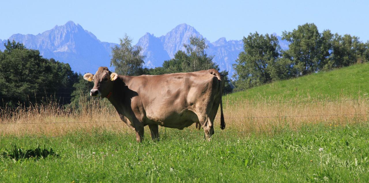 Gasthof Lamprecht Peiting Esterno foto